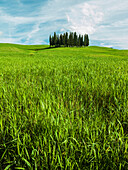 'Group of cypress trees;Tuscany iialy'