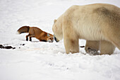 'Polar bear trying to catch a fox while the fox taunts the bear;Churchill manitoba canada'