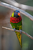 'Lorikeet;Birmingham alabama united states of america'