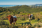 'Cows in a field with numerous wind turbines in the background;Tarifa cadiz andalusia spain'