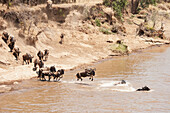 'Migration of the wildebeest in the maasai mara national reserve;Maasai mara kenya'