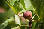 'Close up of fig on a tree;Emilia-romagna italy'