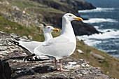 'Seagulls on slea head;Dingle, county kerry, ireland'