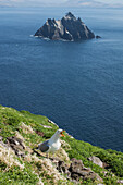 'A northern gannet (morus bassanus) calls while standing on a grassy ridge with a view of the skellig islands;Iveragh peninsula, county kerry, ireland'