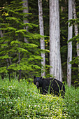 'A black bear (ursus americanus) feeding on clover with cedar trees in the background;British columbia, canada'
