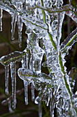 'A plant covered in ice and icicles;England'