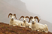 'Dall's sheep (ovis dalli) rams resting on rocky ridge in alpine tundra in autumn, denali national park;Alaska, united states of america'