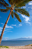 'A palm tree and golden sand beach along the coast with a view of the coastline;Lanai, hawaii, united states of america'