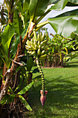 'Bananas growing on a tree;Honolulu, maui, hawaii, united states of america'