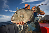 'Man holding a triggerfish (balistidae) that he just caught;Corpus christi, texas, united states of america'