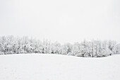 'A line of trees on the edge of a field covered with snow;Ohio, united states of america'