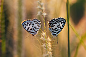 'Butterflies on a stalk;Chiang mai thailand'