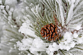 'Close up of a pine cone and heavily frosted needles;Calgary alberta canada'