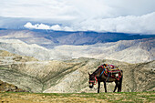 'Nepalese horse rests on a mountain pass along the route from samar to gemi;Upper mustang nepal'