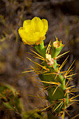 'A blossoming yellow flower on a cactus plant;Alicante spain'