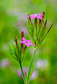 'Deptford pink wildflowers hocking hills state park;Ohio united states of america'
