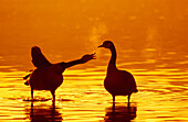 'Two canadian geese standing in water at sunset one squawking at the other one;British columbia canada'