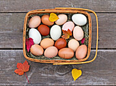 'Fresh eggs in a basket on an old porch in autumn;Palmer alaska united states of america'