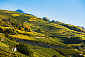 'Vineyards;Vetroz valais switzerland'