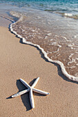 'Starfish on the beach with wave washing ashore;Honolulu oahu hawaii united states of america'