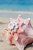 'A large conch shell on the beach;Honolulu oahu hawaii united states of america'