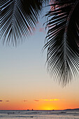 'Silhouette of a palm frond and the sun setting over the pacific ocean;Oahu hawaii united states of america'