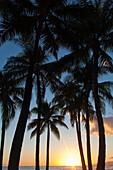'Silhouette of palm trees and the sun setting over the pacific ocean;Oahu hawaii united states of america'