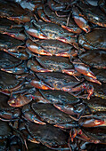 'Fresh crabs in a pile;Hue vietnam'