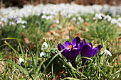 'Blossoming purple crocuses and white snowdrop flowers;Northumberland England'