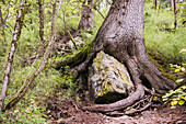 A large trees roots grown over a large rock