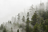 Trees in a forest shrouded in cloud