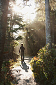 'Walking in sunlight in a forest acadia national park;Maine united states of america'