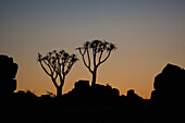 'Silhouette of two quiver trees and rock at sunset;Namibia'