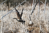 'Canada goose (branta canadensis) taking off from a nest site;Quebec canada'
