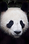 'Portrait of panda (ailuropoda melanoleuca);China'