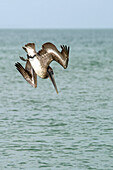 'Brown Pelican (Pelecanus Occidentalis) Diving Into The Water, Lover's Key State Park; Florida, United States Of America'