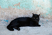 'Black Cat Resting Against A Blue-Grey Wall; Valparaiso, Chile'