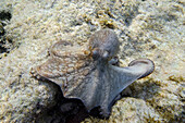 'Octopus; Utila Island, Honduras'