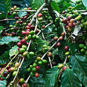 'Coffee Plant; Copan, Honduras'