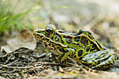 'Leopard Frog; Ontario, Canada'