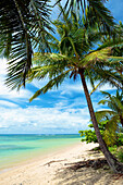 'Palm trees on Anini Beach; Kauai, Hawaii, United States of America'