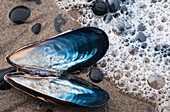 'Waves Wash Over A Blue Mussel (Mytilus Edulis) Shell On The Beach; Cannon Beach, Oregon, United States Of America'