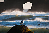 'A Gull Rests On A Rock At Ecola State Park; Oregon, United States Of America'