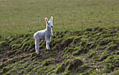 'A lamb watching with ears perked up; Northumberland, England'
