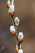 'Fuzzy Willow catkins come out in the spring; Astoria, Oregon, United States of America'