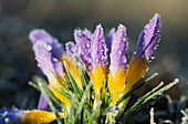 'Frost forms on crocuses in the spring; Astoria, Oregon, United States of America'