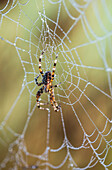 'An Orb-Weaver spider rests on her web; Astoria, Oregon, United States of America'