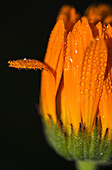 'Dew settles on a calendula blossom; Astoria, Oregon, United States of America'