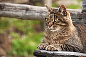'Cat on a wooden bench; Alberta, Canada'