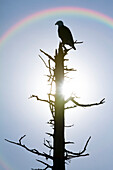 Silhouette of a bird sitting on the top of a dead tree with a rainbow over it's head